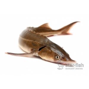 Jeseter malý (Acipenser Ruthenus) 45 - 55 cm