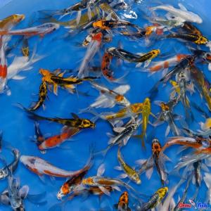 Yamasan Tosai Longfin Mix 12-15 cm