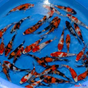 Marudo Tosai Tateshita Showa 20-25cm