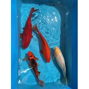 Karas XL, 20 - 25 cm