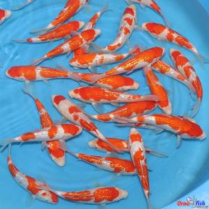 Odakan Nisai Maruyama GR Kohaku 22-27 cm