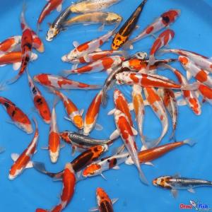 Marusaka Tosai Mix 15-18 cm