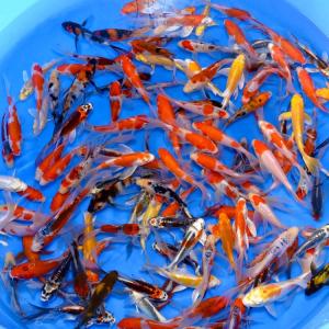 Suda Fish Farm Tosai Longfin Mix 14 17 cm