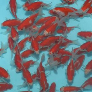 Marushin Koi Farm Tosai Tamasaba 6-10 cm