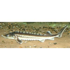 Jeseter ruský (Acipenser gueldenstaedti) 40 - 45 cm