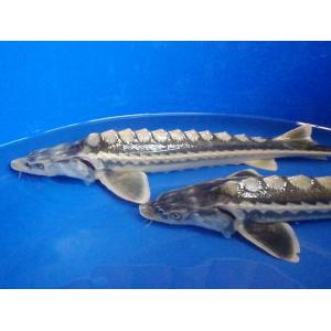 Jeseter ruský (Acipenser gueldenstaedti) 40 - 45 cm