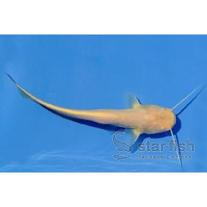 Sumec velký albín (Silurus glanis), 20-30 cm