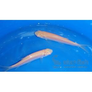 Amur zlatý (Ctenopharyngdodon idella), 18-26 cm