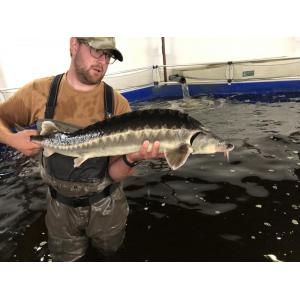 Jeseter ruský (Acipenser gueldenstaedti) 100 - 110 cm